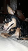 Min Pin Found In Usj - Miniature Pinscher Dog