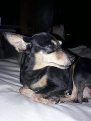 Min Pin Found In Usj - Miniature Pinscher Dog