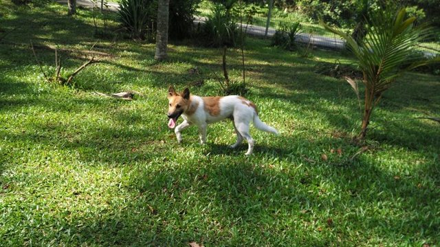 Max (Labrador Spitz Mixed Breed) - Mixed Breed Dog