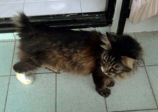 Metta - Domestic Long Hair Cat