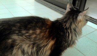 Metta - Domestic Long Hair Cat