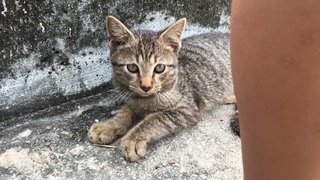 Bagel - Bobtail Cat