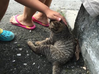 Bagel - Bobtail Cat