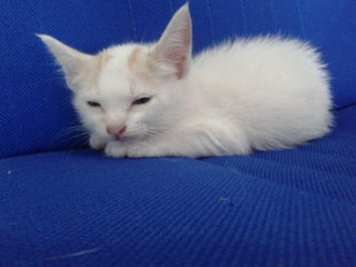 kitten getting sleepy because photo session too long. :)