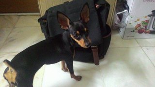 Mini - Miniature Pinscher + Chihuahua Dog