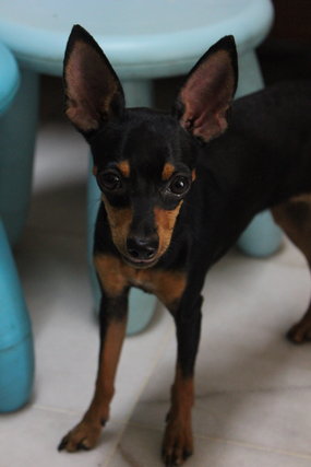 Mini - Miniature Pinscher + Chihuahua Dog