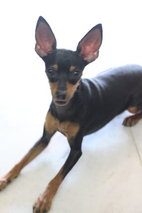 Mini - Miniature Pinscher + Chihuahua Dog