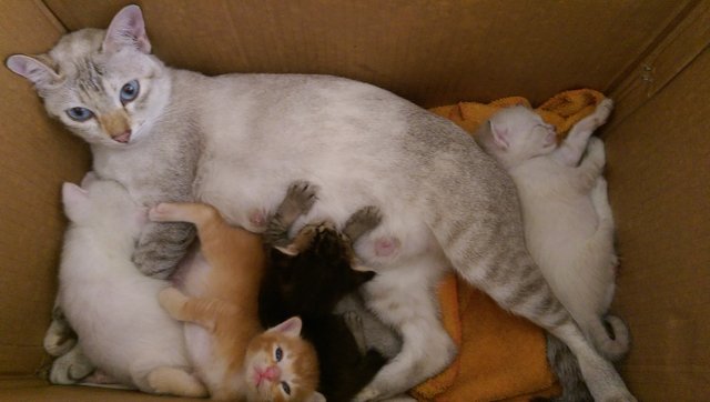 Ciiki And Kittens - American Shorthair Cat