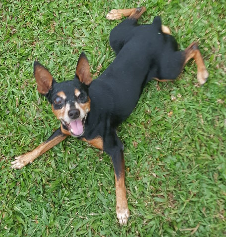 Chacha - Miniature Pinscher Dog