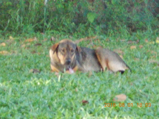 Amy - Mixed Breed Dog