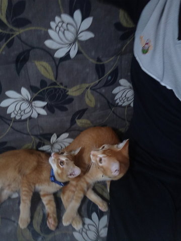 Mochi N Mocha - Abyssinian Cat