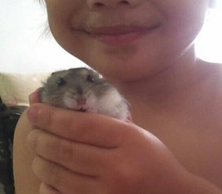 Lemon - Short Dwarf Hamster Hamster