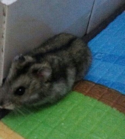 Lemon - Short Dwarf Hamster Hamster