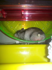 Lemon - Short Dwarf Hamster Hamster