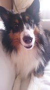 Chester - Shetland Sheepdog Sheltie Dog