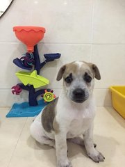 Tommy - Mixed Breed Dog