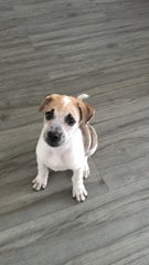 Tommy - Mixed Breed Dog