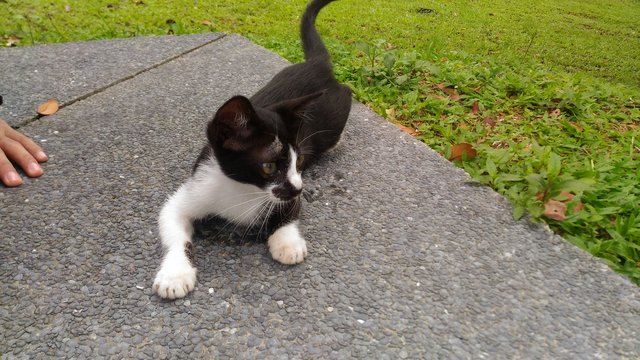 Girl Batman  - Domestic Short Hair Cat