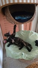 Friskie The Tortie - Domestic Short Hair Cat