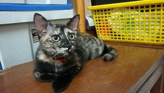 Friskie The Tortie - Domestic Short Hair Cat