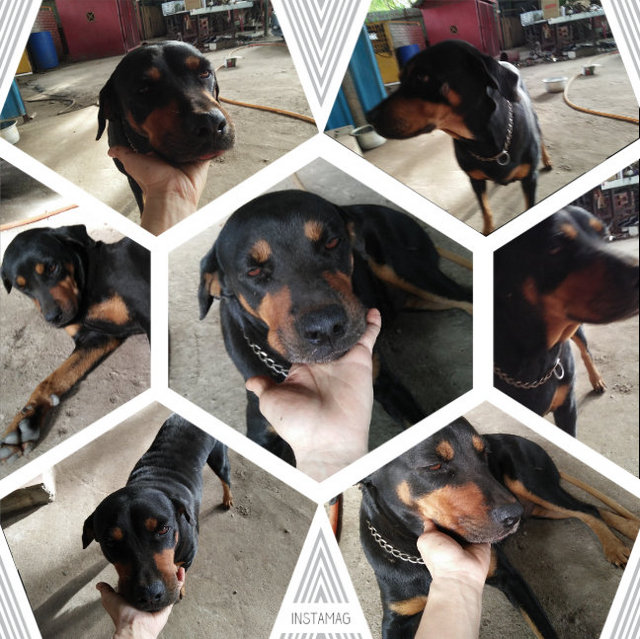 Queen Queen (Fei Po) - Rottweiler Mix Dog