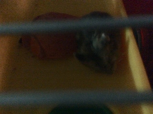 Lovely - Short Dwarf Hamster Hamster