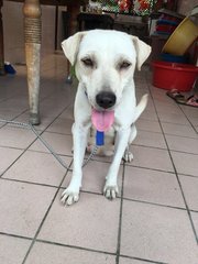 White mother dog (age unsure but should be quite young; spayed) active doggie