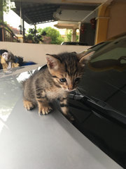 Blacky And Tiger - Domestic Short Hair Cat