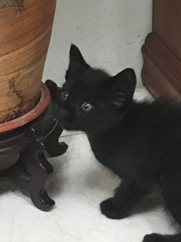 Blacky And Tiger - Domestic Short Hair Cat