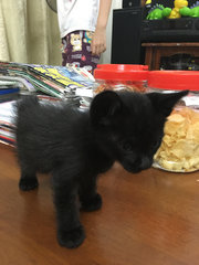 Blacky And Tiger - Domestic Short Hair Cat