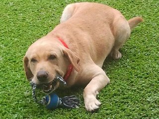 Cosmo - Labrador Retriever Dog