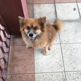 Randy  - Pomeranian Dog