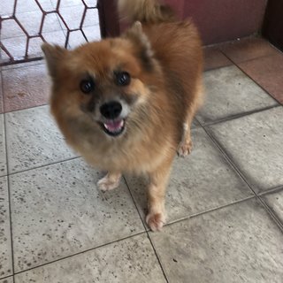 Randy  - Pomeranian Dog