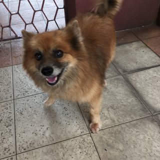 Randy  - Pomeranian Dog