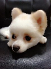 Pixie - Pomeranian Dog