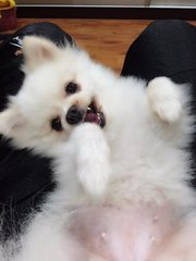 Pixie - Pomeranian Dog