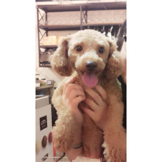 Lucky @ Chou Chou - Poodle Dog