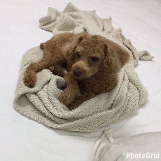 Lucky @ Chou Chou - Poodle Dog