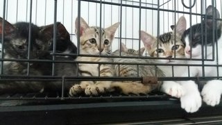 Kittens - Domestic Short Hair Cat