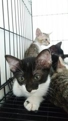 Kittens - Domestic Short Hair Cat