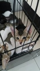 Kittens - Domestic Short Hair Cat