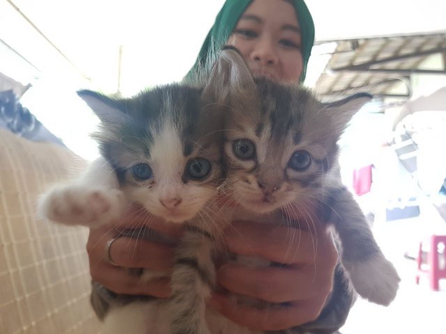 Bubu And Bibi - Domestic Short Hair + Domestic Long Hair Cat