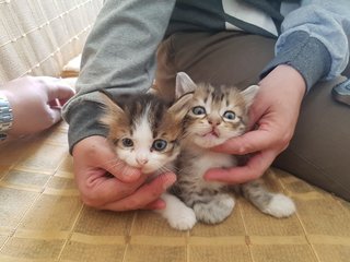 Bubu And Bibi - Domestic Short Hair + Domestic Long Hair Cat