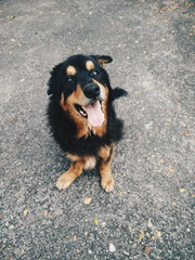 Bheema - German Shepherd Dog + Rottweiler Dog