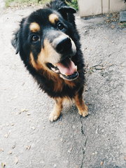 Bheema - German Shepherd Dog + Rottweiler Dog