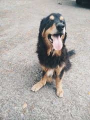 Bheema - German Shepherd Dog + Rottweiler Dog