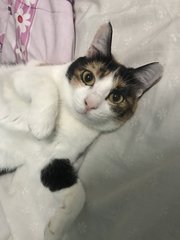 Lucy Boom Boom - Domestic Short Hair + Calico Cat