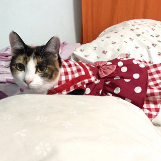 Lucy Boom Boom - Domestic Short Hair + Calico Cat