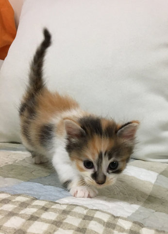 Kittens - Calico Cat