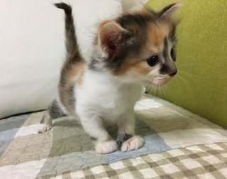 Kittens - Calico Cat